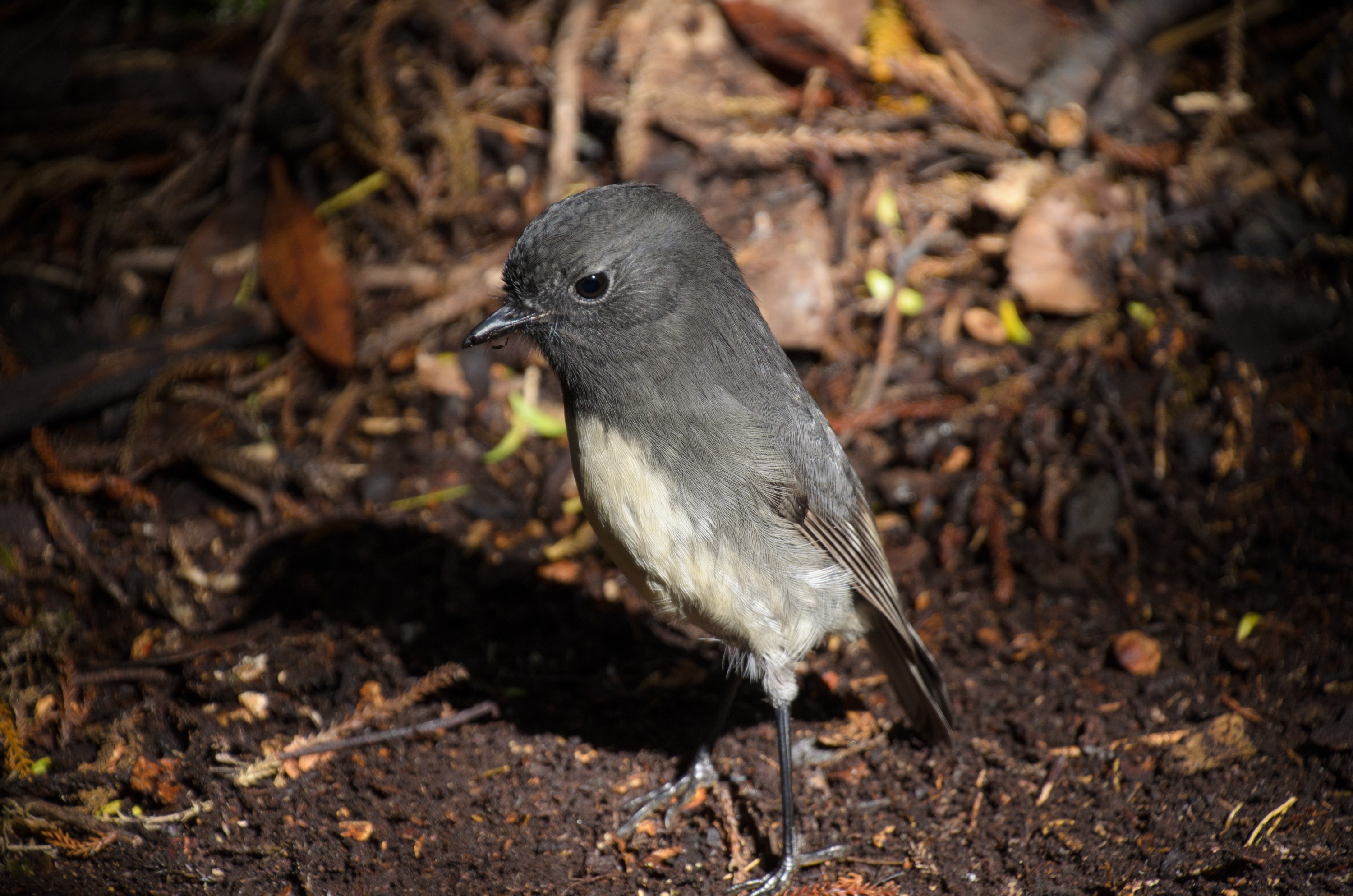 DSC_3268 – Adventure, Crispin, Island, March 2017, National Park, New, New Zealand, Rakiura, South, Stewart, Zealand